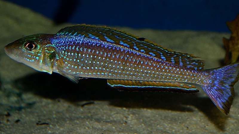 Enantiopus melanogenys 'Utinta'